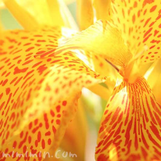 美しい花の画像 50 かんな 花 言葉
