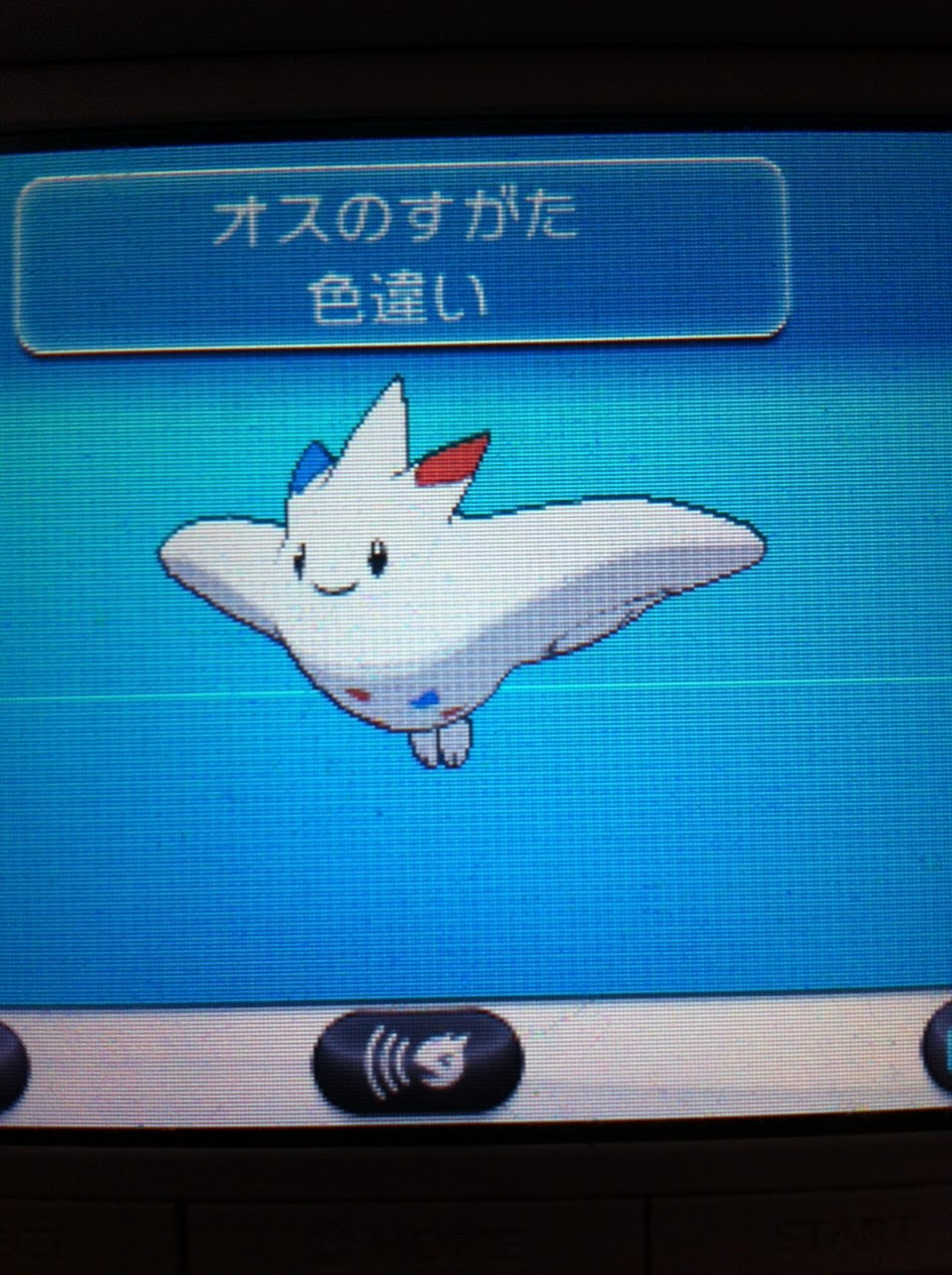 色違いに釘付け トゲキッス Xy A