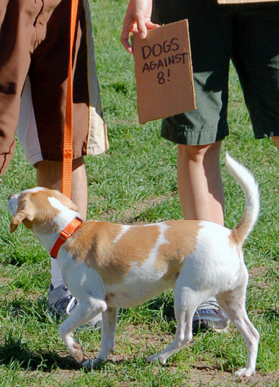 5dogs-against-8.jpg