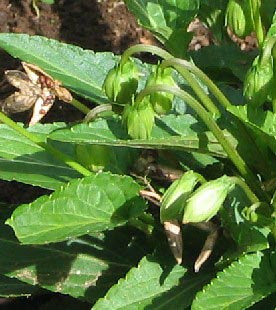 開 咲 かない花 閉鎖花