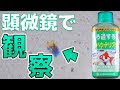最高のコレクション 濾過 バクテリア 290001-濾過バクテリア 温度