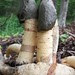 phallus impudicus patch