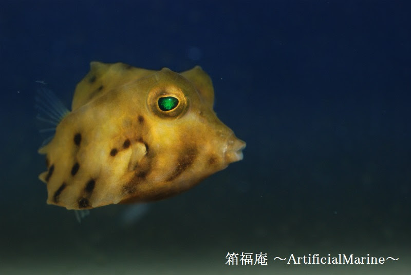 箱福庵 Artificial Marine ラクダハコフグの成長１