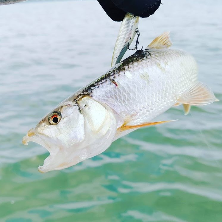 点々足らずのハスフィッシング これを食べてるバスを釣りたいのですが 琵琶湖 バスフィッシング ハスパターン ビッグバスが狙えるはずなのですが 餌の方しか連れません 明日からbatnetクラシック さてさてどうなりますことやら Deeep Stream ディープ