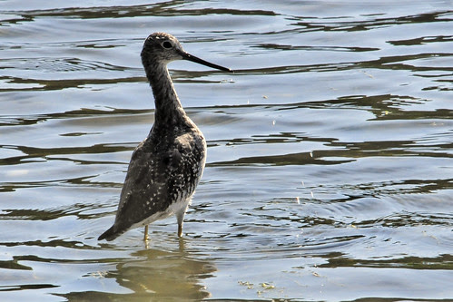 greater yellowlegs pocasset IV