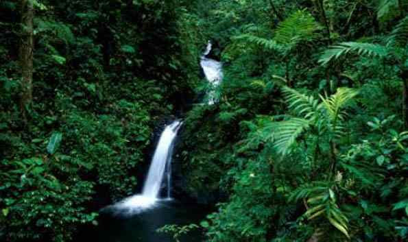 The Monteverde Forest, Costa Rica