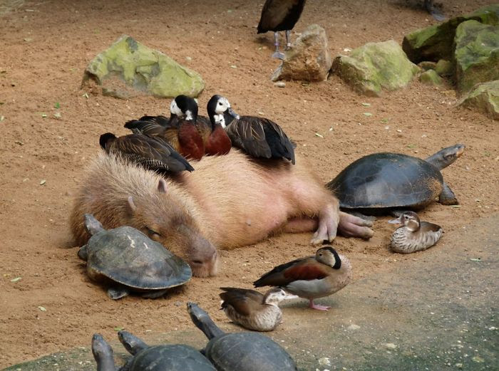 Animals Love Capybaras