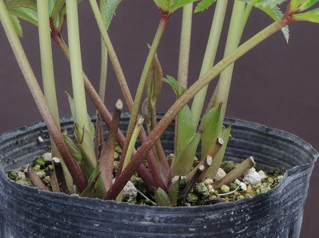 クリスマスローズの植え替え それは何時