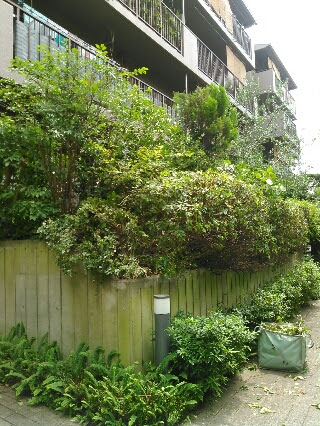 マンション専用庭の剪定 どうやって庭に入ろうかと なんの庭園 大阪 和歌山のナチュラル庭デザインつくりてのブログ