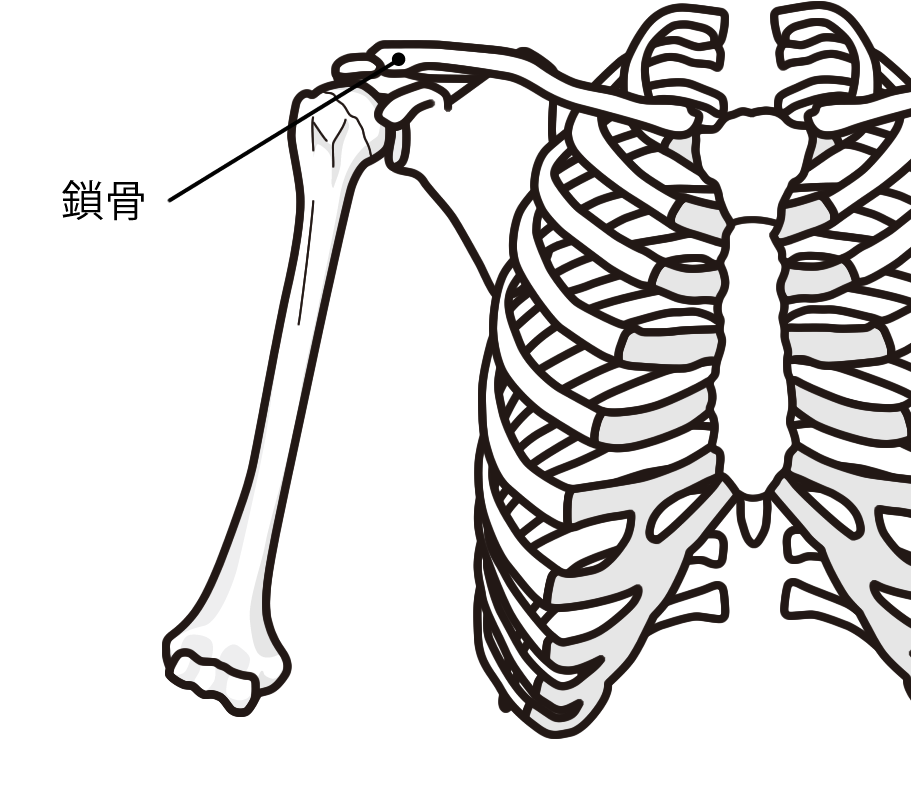 腰痛 肩の構成 骨 2 岡田鍼灸接骨院 川越 埼玉 川越駅 骨盤矯正