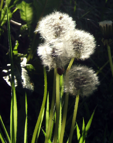DSCF5629