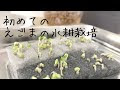 選択した画像 えごま 栽培 ベランダ 325202