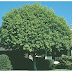 Indian Laurel Tree Height / Indian laurel tree is a tree in farmville.