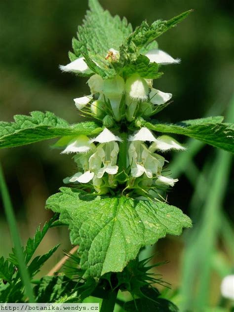 Irsko (irsky éire, anglicky ireland, také irsky poblacht na héireann a anglicky republic of ireland, irská republika) je stát v severozápadní evropě, . HerbÃ¡Å Wendys - Lamium album - hluchavka bÃ­lÃ¡