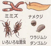 オタマジャクシ カエルのくらし