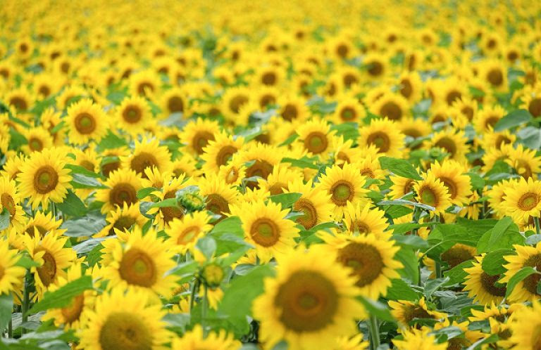 15万本のひまわりの絶景 蓮田ひまわり畑の見頃 アクセス イベント情報 そうだ埼玉 Com