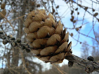 pomme de mélèze.jpg