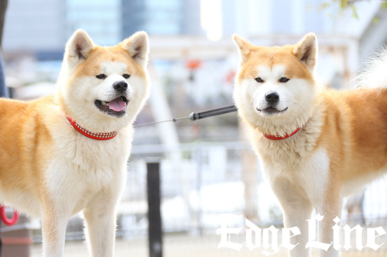 話題の秋田犬ゴンとトラがららぽーと豊洲にやってきた りーめろ先輩 莉音からなでなでに顔を舐め返すほのぼの光景も