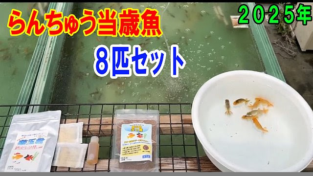 らんちゅう販売
