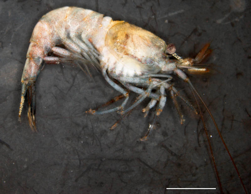 モエビ科 Hippolytidae の画像集