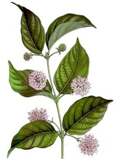 Prostata cure alternative