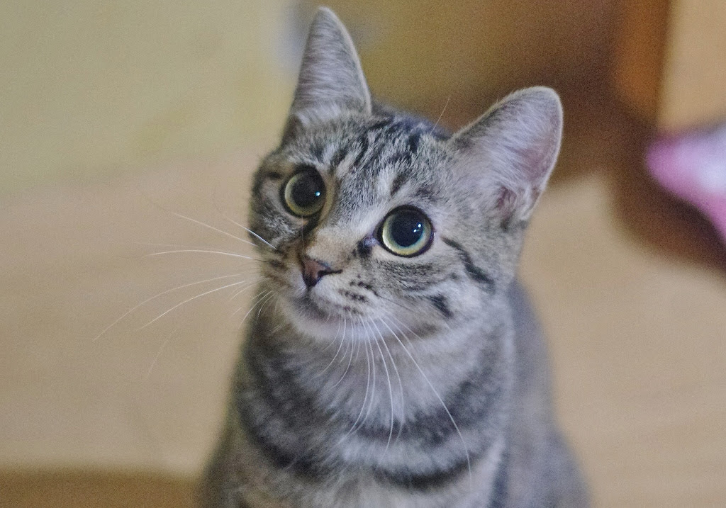 となねこ とてもかわいいキジトラ美少女 ラブンちゃん