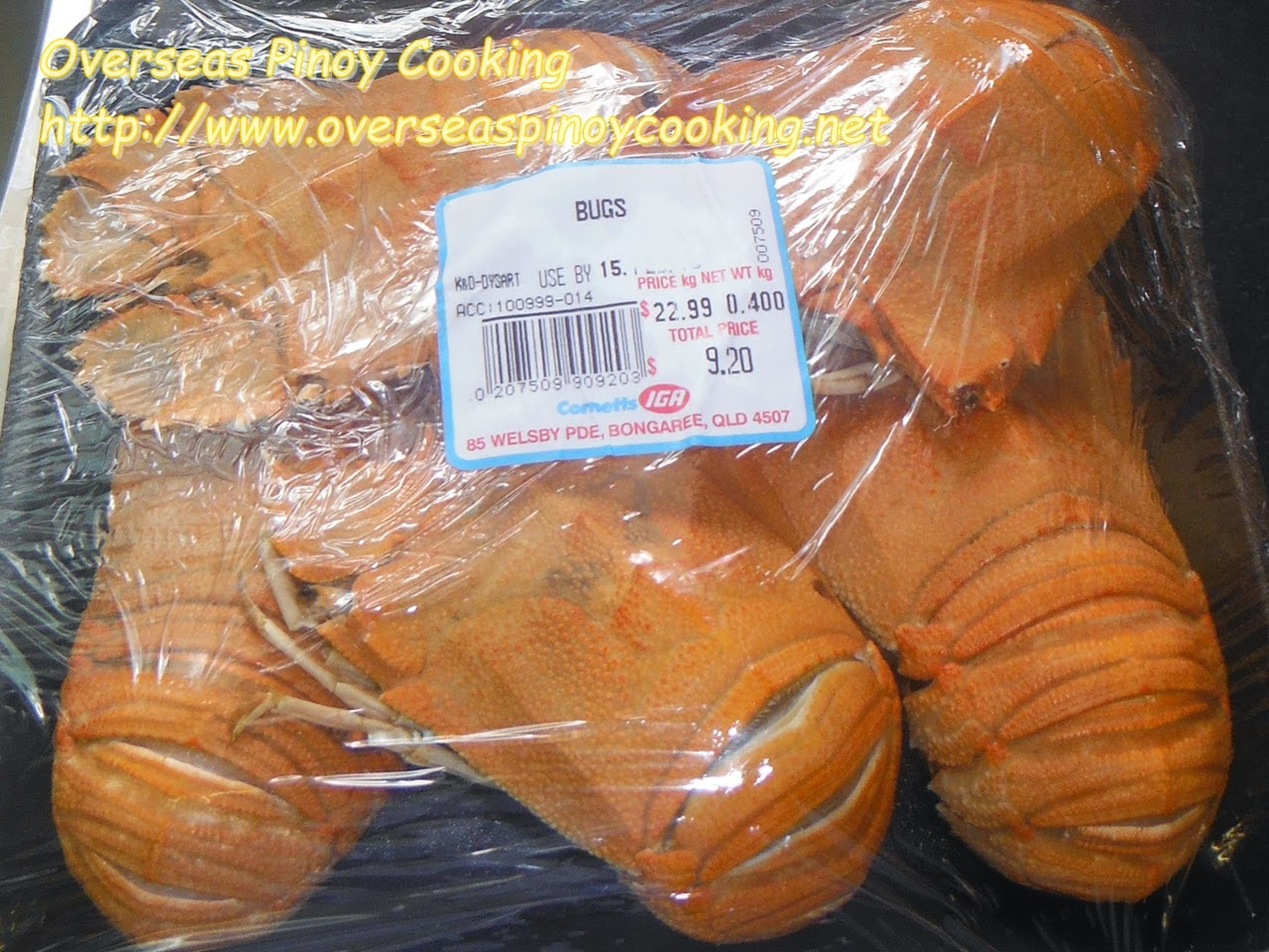 Slipper Lobster, Pitik