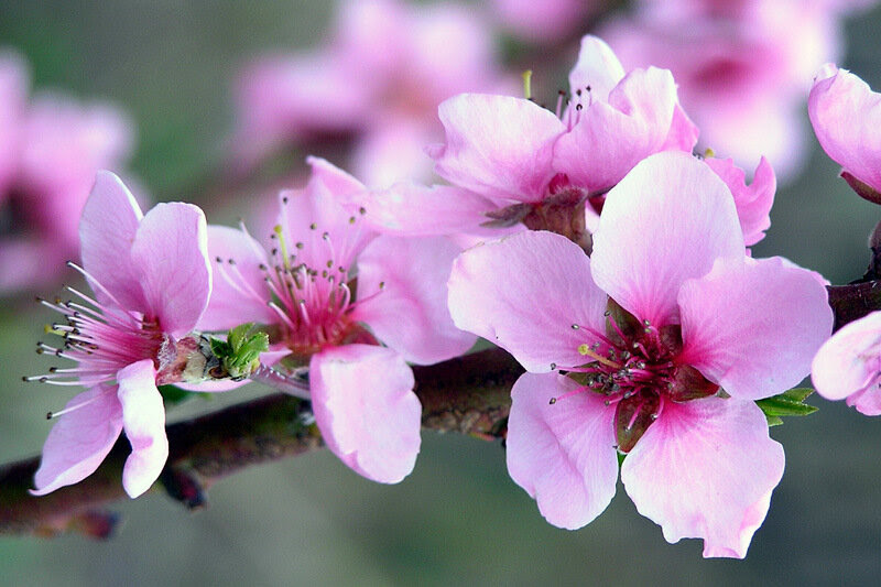http://img-fotki.yandex.ru/get/23/dyadya-tolya.4/0_d980_e86d7f43_XL