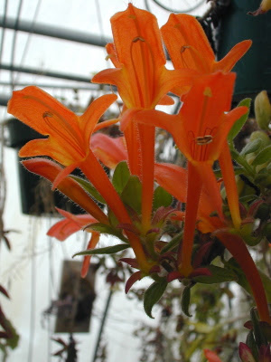 goldfish plant. goldfish plant. columnea into