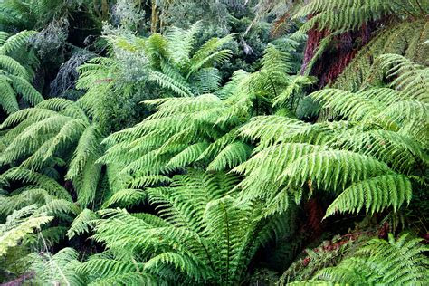 The gardening experts at hgtv show you how to plant a tree in 10 easy steps. Tree Fern Wallpapers High Quality | Download Free