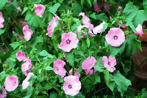 Lavatera Pianta Dai Bei Fiori Ornamentali Coltivazione E Varieta