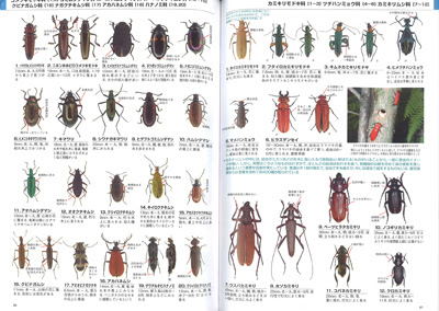 総合図鑑 手引書 ノウハウ本 関連書籍 New 増補改訂第2版 昆虫の図鑑 採集と標本の作り方 福田晴夫 山下秋厚 福田輝彦 江平憲治 二町一成 大坪修一 中峯浩司
