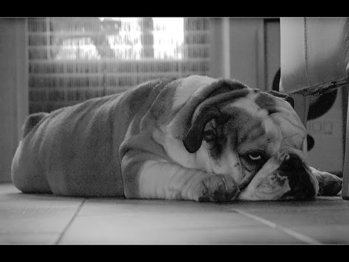 english bulldog wallpaper. wallpaper ! English Bulldogs 