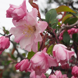 ピンクの花