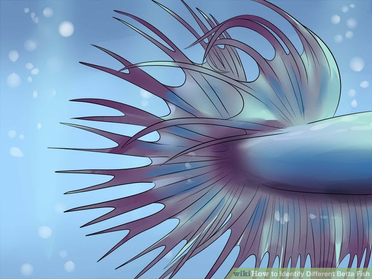 Identify Different Betta Fish Step 4 Version 2.jpg