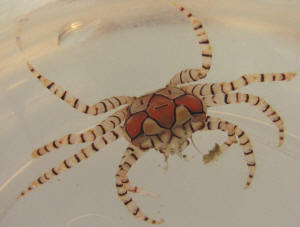 Pom Pom Crab F