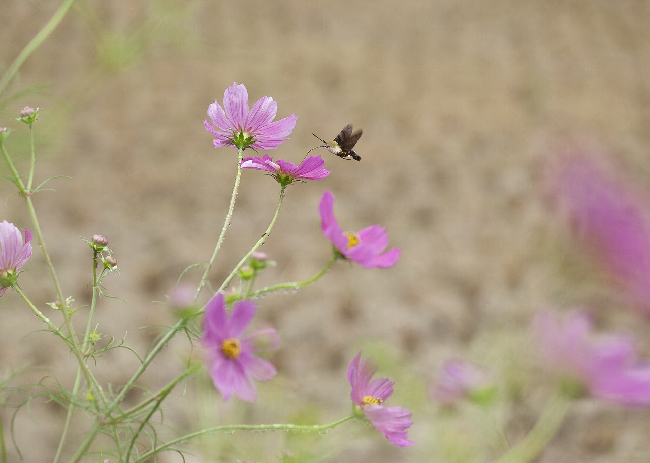コスモスの蜜を吸うオオスカシバ 写真館 Obina Mode オビナモード 帯那地域活性化推進協議会