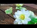 √100以上 睡蓮 花言葉 色 733382