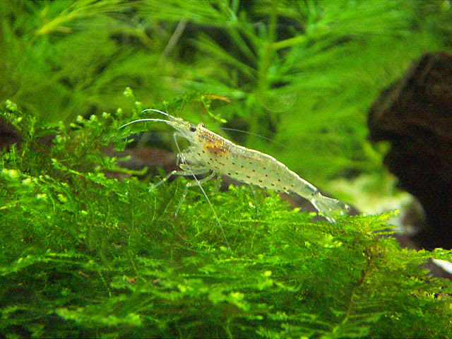 ヤマトヌマエビ 写真館 Aquarium World 熱帯魚と水草の飼育 旧 アクアリム7