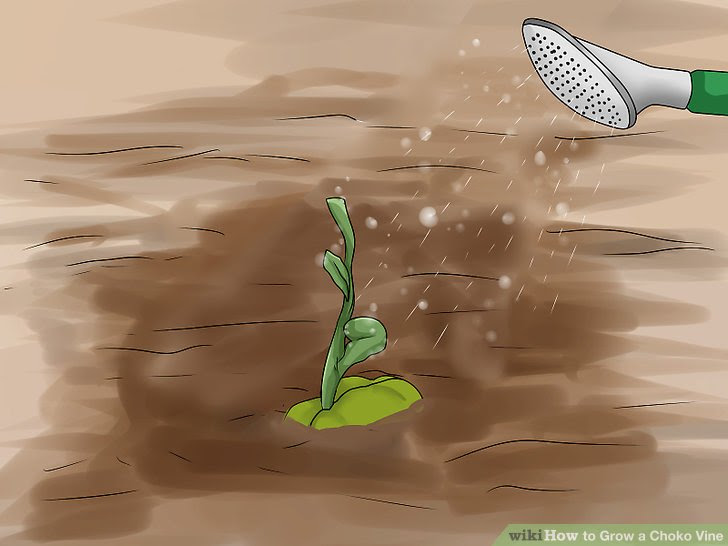 Grow a Choko Vine Step 6.jpg