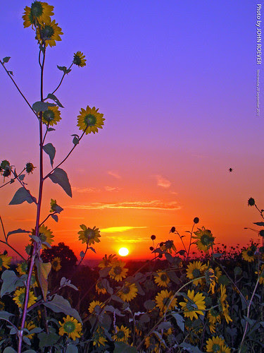 Sunflowers & Colorful Sunrise in JoCo, 28 Sept 2011 by photography.by.ROEVER