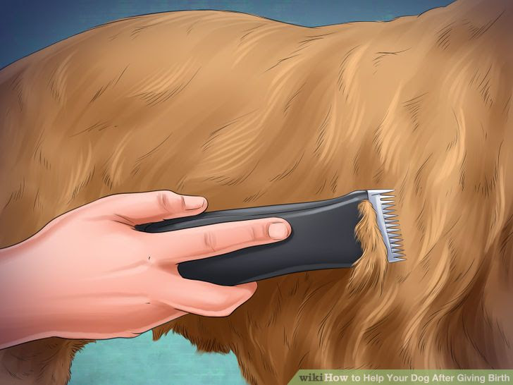 Help Your Dog After Giving Birth Step 17 Version 3.jpg