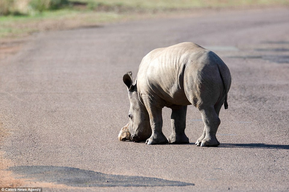 Apparently concerned for the small tortoise, the calf nudged at the withdrawn tortoise several times to encourage it to move out of the way of traffic.