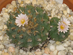 MagiCactus.com - Lophophora Williamsii - Peyote