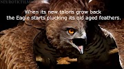 El Renacer del Águila ~ The Eagle Rebirth