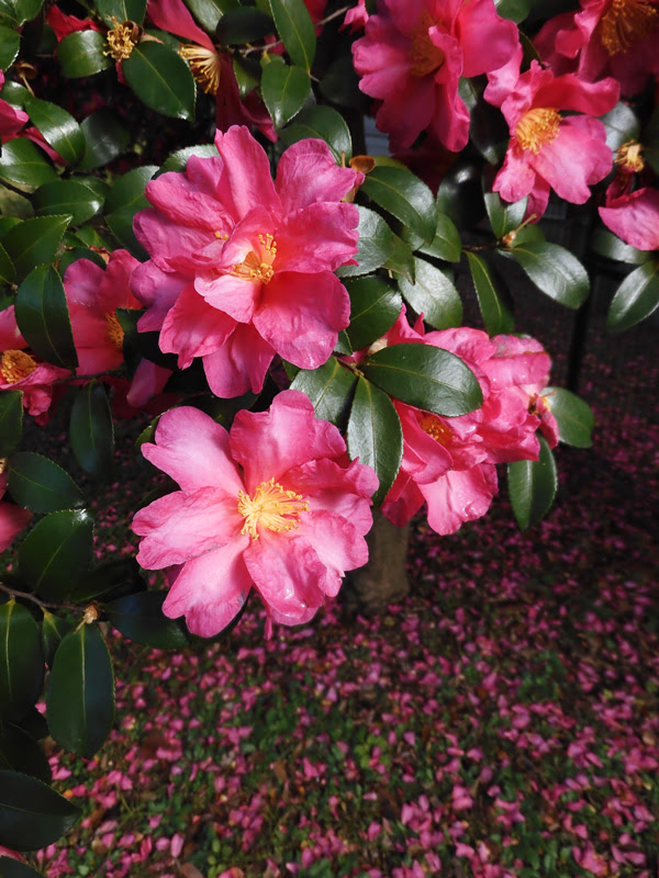 寒椿系サザンカ 12月上旬撮影の花 公園の樹木観賞 K U R A D A S H I