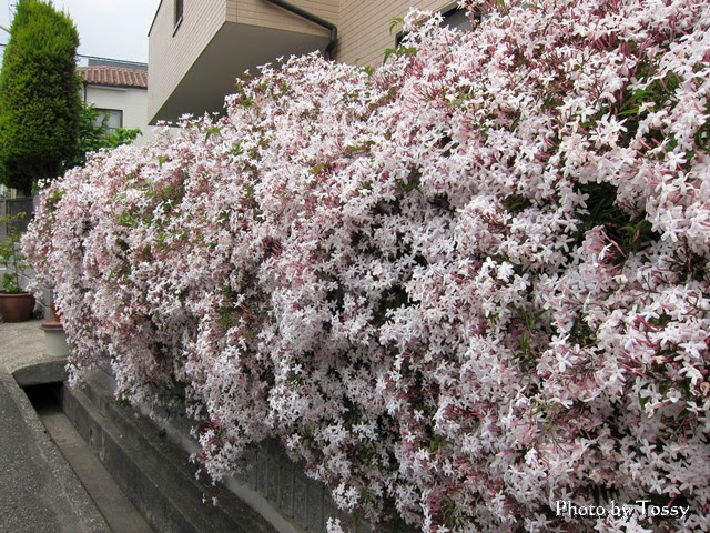 ハゴロモジャスミン 花日記 今日の花