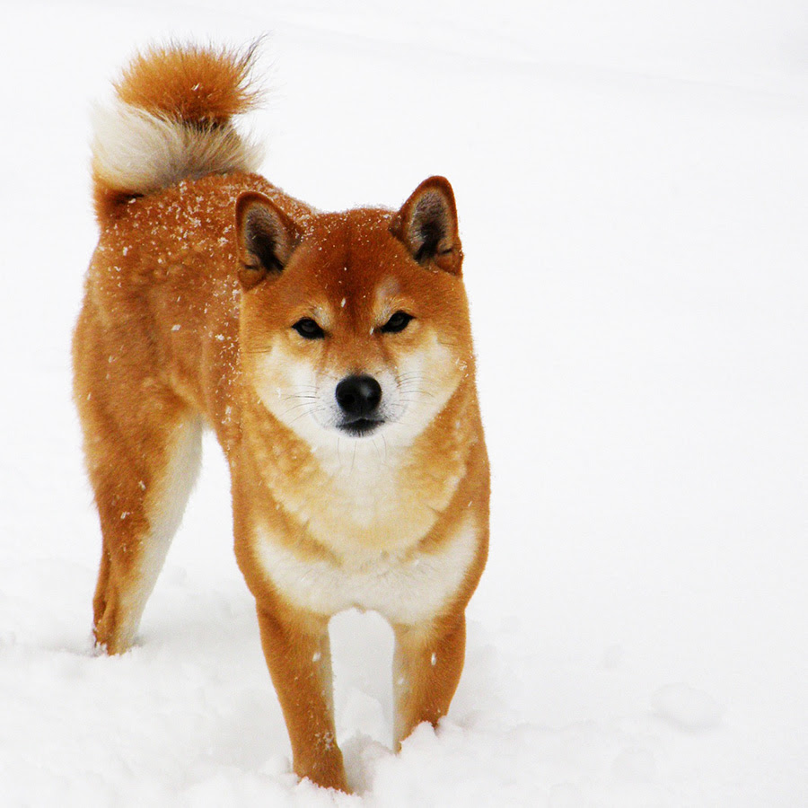 秋田犬の特徴 性格 飼い方 価格帯は