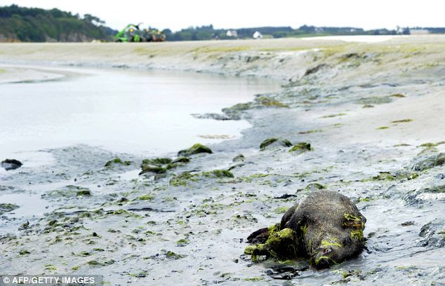 Lifeless: One of the dead boars lies in the bay of Saint-Brieuc today at the mouth of the Gouessant estuary in Brittany, bringing to 31 the number found this month, floating in the water or washed up