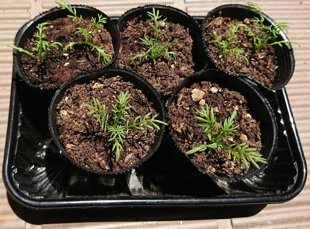 カモミールを育ててみました 育ててみました